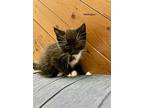 Wellington, Domestic Shorthair For Adoption In Ferndale, Michigan