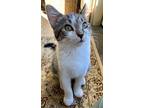 Two Beautiful Kittens, Domestic Shorthair For Adoption In San Luis Obispo