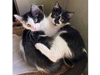 Cow Kitties!, Domestic Shorthair For Adoption In San Luis Obispo, California