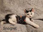 Snagret, Domestic Shorthair For Adoption In Ferndale, Michigan