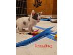 Breadbug, Domestic Shorthair For Adoption In Ferndale, Michigan