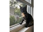 Marmalade, Domestic Shorthair For Adoption In Ferndale, Michigan