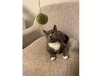 Apollo Creed, Domestic Shorthair For Adoption In Toronto, Ontario