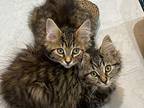 Hennessy, Domestic Mediumhair For Adoption In Toronto, Ontario