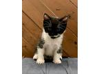 Mash, Domestic Shorthair For Adoption In Ferndale, Michigan