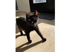 Muffin, Domestic Shorthair For Adoption In Toronto, Ontario
