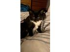 Pimms, Domestic Shorthair For Adoption In Ferndale, Michigan