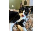 Sally, Domestic Shorthair For Adoption In Orange, California