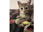 Frodo, Domestic Shorthair For Adoption In Orange, California