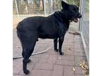 Dexy, Labrador Retriever For Adoption In Whitehall, Pennsylvania