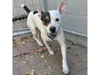 Penny, Jack Russell Terrier For Adoption In Whitehall, Pennsylvania