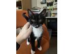 Dali, Domestic Shorthair For Adoption In Philadelphia, Pennsylvania
