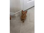 Sunshine, Domestic Mediumhair For Adoption In San Antonio, Texas