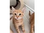 James, Domestic Mediumhair For Adoption In San Antonio, Texas
