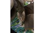 Calvin (24-885), Domestic Shorthair For Adoption In Seven Valleys, Pennsylvania