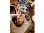 Rebel (24-871), Domestic Shorthair For Adoption In Seven Valleys, Pennsylvania