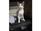 Sushi, Domestic Mediumhair For Adoption In San Antonio, Texas