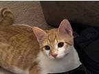 Rascal (24-872), Domestic Shorthair For Adoption In Seven Valleys, Pennsylvania