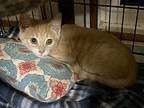 Cheetah (24-909), Domestic Shorthair For Adoption In Seven Valleys, Pennsylvania
