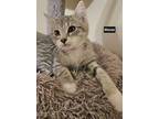 Mouse (24-974), Domestic Shorthair For Adoption In Seven Valleys, Pennsylvania