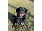Phillip, Labrador Retriever For Adoption In Edmonton, Alberta