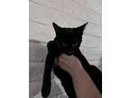 Spaghetti, Domestic Shorthair For Adoption In Chico, California
