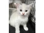 Pearl, Domestic Mediumhair For Adoption In Cuyahoga Falls, Ohio