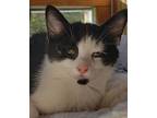 Popeye, Domestic Mediumhair For Adoption In Cuyahoga Falls, Ohio