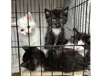 Wesley, Domestic Mediumhair For Adoption In Cuyahoga Falls, Ohio
