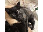 Maggie, Domestic Shorthair For Adoption In Cuyahoga Falls, Ohio