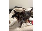 Penny, Domestic Shorthair For Adoption In Cuyahoga Falls, Ohio