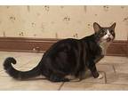 Rosemary, Domestic Shorthair For Adoption In Cuyahoga Falls, Ohio