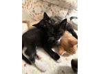 Stewart, Domestic Shorthair For Adoption In Cuyahoga Falls, Ohio