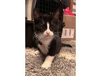 Tayla, Domestic Shorthair For Adoption In Detroit, Michigan