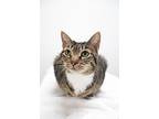 Hula, Domestic Shorthair For Adoption In Montclair, New Jersey