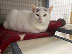 Nugget, Domestic Shorthair For Adoption In Errington, British Columbia