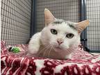 Squirt, Domestic Shorthair For Adoption In Errington, British Columbia