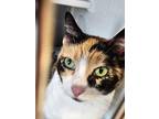 Meow Meow, Calico For Adoption In Pineville, Louisiana
