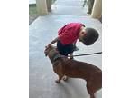 Crunchy, Golden Retriever For Adoption In Little Rock, Arkansas