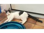 Dutchie, Domestic Shorthair For Adoption In Tomball, Texas