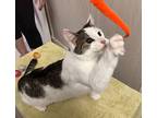 Dominique, Domestic Shorthair For Adoption In Jackson, Georgia
