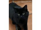 Angel, Domestic Shorthair For Adoption In Jackson, Georgia