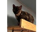 Haru, Domestic Shorthair For Adoption In Jackson, Georgia