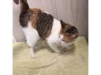 Felicity, Domestic Shorthair For Adoption In Jackson, Georgia