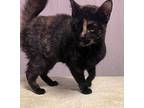 Helene, Domestic Shorthair For Adoption In Jackson, Georgia