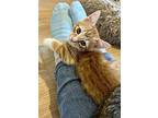 Sweet Potato, Domestic Shorthair For Adoption In Roswell, Georgia
