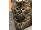 Tamale, Domestic Longhair For Adoption In Roswell, Georgia