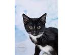 Bowie, American Bobtail For Adoption In Tuscaloosa, Alabama