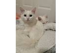 Nastassja, Domestic Mediumhair For Adoption In Fort Collins, Colorado