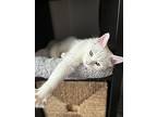 Romey, Domestic Mediumhair For Adoption In Fort Collins, Colorado